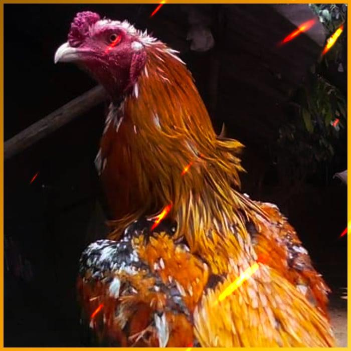 super1688 เว็บเกมเดิมพันสุดฮิต ระบบทันสมัย เล่นง่ายได้เงินจริง